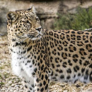 leopard-perzsky-1.jpg
